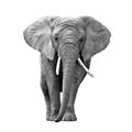 Picture of Elephant Black and White _GroupedProduct_Square_Mini_ _GroupedProduct_Square_Unframed_Print_Only_