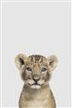 Picture of Baby Lion _GroupedProduct_Rectangle_Portrait_Mini_ _GroupedProduct_Rectangle_Portrait_Unframed_Print_Only_