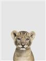 Picture of Baby Lion _GroupedProduct_Rectangle_Portrait_Mini_ _GroupedProduct_Rectangle_Portrait_Unframed_Print_Only_