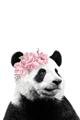Picture of Flower Crown Panda _GroupedProduct_Rectangle_Portrait_Mini_ _GroupedProduct_Rectangle_Portrait_Unframed_Print_Only_