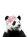 Picture of Flower Crown Panda _GroupedProduct_Rectangle_Portrait_Mini_ _GroupedProduct_Rectangle_Portrait_Unframed_Print_Only_