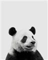 Picture of Panda Portrait _GroupedProduct_Rectangle_Portrait_Mini_ _GroupedProduct_Rectangle_Portrait_Unframed_Print_Only_