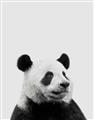 Picture of Panda Portrait _GroupedProduct_Rectangle_Portrait_Mini_ _GroupedProduct_Rectangle_Portrait_Unframed_Print_Only_