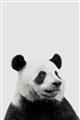 Picture of Panda Portrait _GroupedProduct_Rectangle_Portrait_Mini_ _GroupedProduct_Rectangle_Portrait_Unframed_Print_Only_