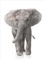 Picture of In Front Elephant _GroupedProduct_Rectangle_Portrait_Mini_ _GroupedProduct_Rectangle_Portrait_Unframed_Print_Only_