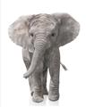 Picture of In Front Elephant _GroupedProduct_Rectangle_Portrait_Mini_ _GroupedProduct_Rectangle_Portrait_Unframed_Print_Only_