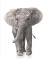 Picture of In Front Elephant _GroupedProduct_Rectangle_Portrait_Mini_ _GroupedProduct_Rectangle_Portrait_Unframed_Print_Only_
