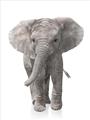 Picture of In Front Elephant _GroupedProduct_Rectangle_Portrait_Mini_ _GroupedProduct_Rectangle_Portrait_Unframed_Print_Only_
