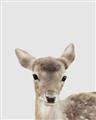 Picture of Deer   _GroupedProduct_Rectangle_Portrait_Mini_ _GroupedProduct_Rectangle_Portrait_Unframed_Print_Only_