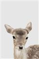 Picture of Deer   _GroupedProduct_Rectangle_Portrait_Mini_ _GroupedProduct_Rectangle_Portrait_Unframed_Print_Only_