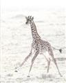 Picture of Summer Giraffe _GroupedProduct_Rectangle_Portrait_Mini_ _GroupedProduct_Rectangle_Portrait_Unframed_Print_Only_