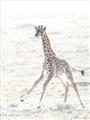 Picture of Summer Giraffe _GroupedProduct_Rectangle_Portrait_Mini_ _GroupedProduct_Rectangle_Portrait_Unframed_Print_Only_