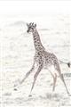 Picture of Summer Giraffe _GroupedProduct_Rectangle_Portrait_Mini_ _GroupedProduct_Rectangle_Portrait_Unframed_Print_Only_