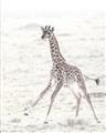 Picture of Summer Giraffe _GroupedProduct_Rectangle_Portrait_Mini_ _GroupedProduct_Rectangle_Portrait_Unframed_Print_Only_