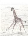 Picture of Summer Giraffe _GroupedProduct_Rectangle_Portrait_Mini_ _GroupedProduct_Rectangle_Portrait_Unframed_Print_Only_