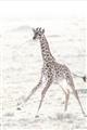 Picture of Summer Giraffe _GroupedProduct_Rectangle_Portrait_Mini_ _GroupedProduct_Rectangle_Portrait_Unframed_Print_Only_