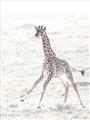 Picture of Summer Giraffe _GroupedProduct_Rectangle_Portrait_Mini_ _GroupedProduct_Rectangle_Portrait_Unframed_Print_Only_
