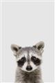 Picture of Peekaboo Raccoon _GroupedProduct_Rectangle_Portrait_Mini_ _GroupedProduct_Rectangle_Portrait_Unframed_Print_Only_