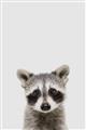 Picture of Peekaboo Raccoon _GroupedProduct_Rectangle_Portrait_Mini_ _GroupedProduct_Rectangle_Portrait_Unframed_Print_Only_