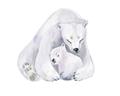 Picture of Polar Bear Mom and Baby _GroupedProduct_Rectangle_Landscape_Mini_ _GroupedProduct_Rectangle_Landscape_Unframed_Print_Only_