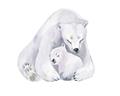 Picture of Polar Bear Mom and Baby _GroupedProduct_Rectangle_Landscape_Mini_ _GroupedProduct_Rectangle_Landscape_Unframed_Print_Only_