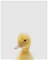Picture of Baby Duck  _GroupedProduct_Rectangle_Portrait_Mini_ _GroupedProduct_Rectangle_Portrait_Unframed_Print_Only_