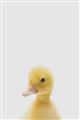 Picture of Baby Duck  _GroupedProduct_Rectangle_Portrait_Mini_ _GroupedProduct_Rectangle_Portrait_Unframed_Print_Only_