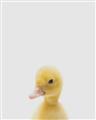 Picture of Baby Duck  _GroupedProduct_Rectangle_Portrait_Mini_ _GroupedProduct_Rectangle_Portrait_Unframed_Print_Only_