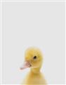 Picture of Baby Duck  _GroupedProduct_Rectangle_Portrait_Mini_ _GroupedProduct_Rectangle_Portrait_Unframed_Print_Only_