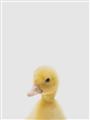 Picture of Baby Duck  _GroupedProduct_Rectangle_Portrait_Mini_ _GroupedProduct_Rectangle_Portrait_Unframed_Print_Only_