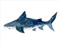 Picture of Shark Attack II  _GroupedProduct_Rectangle_Landscape_Mini_ _GroupedProduct_Rectangle_Landscape_Unframed_Print_Only_