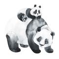 Picture of Mom and Baby Panda _GroupedProduct_Square_Mini_ _GroupedProduct_Square_Unframed_Print_Only_
