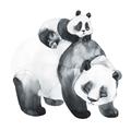 Picture of Mom and Baby Panda _GroupedProduct_Square_Mini_ _GroupedProduct_Square_Unframed_Print_Only_