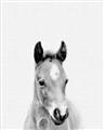 Picture of Cute Little Foal  _GroupedProduct_Rectangle_Portrait_Mini_ _GroupedProduct_Rectangle_Portrait_Unframed_Print_Only_