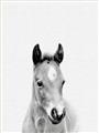 Picture of Cute Little Foal  _GroupedProduct_Rectangle_Portrait_Mini_ _GroupedProduct_Rectangle_Portrait_Unframed_Print_Only_
