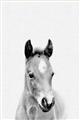 Picture of Cute Little Foal  _GroupedProduct_Rectangle_Portrait_Mini_ _GroupedProduct_Rectangle_Portrait_Unframed_Print_Only_