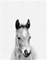 Picture of Cute Little Foal  _GroupedProduct_Rectangle_Portrait_Mini_ _GroupedProduct_Rectangle_Portrait_Unframed_Print_Only_