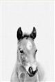 Picture of Cute Little Foal  _GroupedProduct_Rectangle_Portrait_Mini_ _GroupedProduct_Rectangle_Portrait_Unframed_Print_Only_