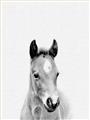 Picture of Cute Little Foal  _GroupedProduct_Rectangle_Portrait_Mini_ _GroupedProduct_Rectangle_Portrait_Unframed_Print_Only_