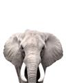 Picture of Safari Elephant _GroupedProduct_Rectangle_Portrait_Mini_ _GroupedProduct_Rectangle_Portrait_Unframed_Print_Only_