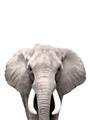 Picture of Safari Elephant _GroupedProduct_Rectangle_Portrait_Mini_ _GroupedProduct_Rectangle_Portrait_Unframed_Print_Only_