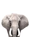 Picture of Safari Elephant _GroupedProduct_Rectangle_Portrait_Mini_ _GroupedProduct_Rectangle_Portrait_Unframed_Print_Only_