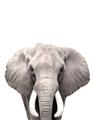 Picture of Safari Elephant _GroupedProduct_Rectangle_Portrait_Mini_ _GroupedProduct_Rectangle_Portrait_Unframed_Print_Only_