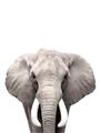 Picture of Safari Elephant _GroupedProduct_Rectangle_Portrait_Mini_ _GroupedProduct_Rectangle_Portrait_Unframed_Print_Only_