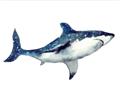 Picture of Shark Attack I   _GroupedProduct_Rectangle_Landscape_Mini_ _GroupedProduct_Rectangle_Landscape_Unframed_Print_Only_