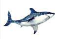 Picture of Shark Attack I   _GroupedProduct_Rectangle_Landscape_Mini_ _GroupedProduct_Rectangle_Landscape_Unframed_Print_Only_