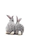 Picture of Bunny Tail  _GroupedProduct_Rectangle_Portrait_Mini_ _GroupedProduct_Rectangle_Portrait_Unframed_Print_Only_