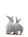 Picture of Bunny Tail  _GroupedProduct_Rectangle_Portrait_Mini_ _GroupedProduct_Rectangle_Portrait_Unframed_Print_Only_