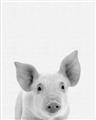 Picture of Farmhouse Pig _GroupedProduct_Rectangle_Portrait_Mini_ _GroupedProduct_Rectangle_Portrait_Unframed_Print_Only_