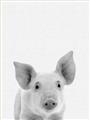 Picture of Farmhouse Pig _GroupedProduct_Rectangle_Portrait_Mini_ _GroupedProduct_Rectangle_Portrait_Unframed_Print_Only_